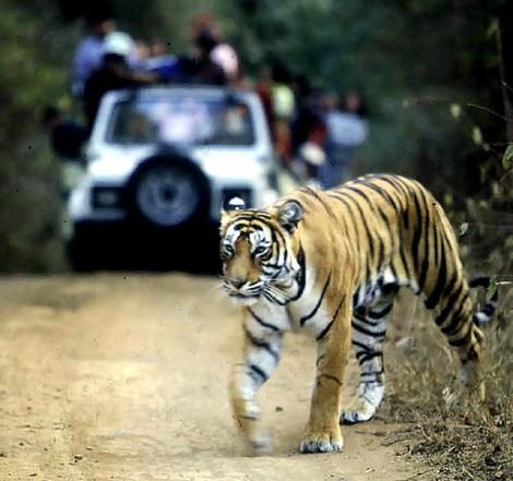 Sanctuary of Bengal Tigers: Jim Corbett National Park in India