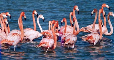 kutch-flamingos