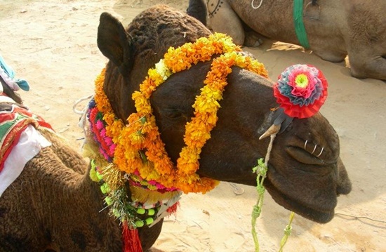 Reasons to Visit Pushkar Fair in Thar Desert of Rajasthan