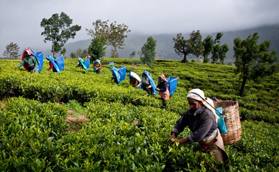tea estate tour of Assam, things to do in Assam