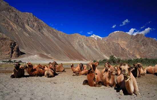 Ladakh tours, where to spend summers in India, best hill stations in North India