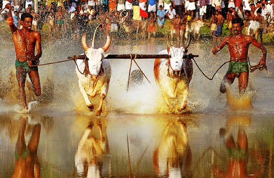 most offbeat evens in India, spain's national sport bullfighting, Kerala's bull race, kerala's Maramadi festival