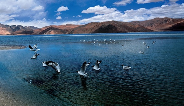 different forms of kashmir adventure, bird watching in ladakh lake, adventure travel in India