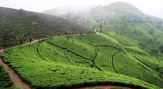 darjeeling tea estates, darjeeling toy train, hill stations of India, green travel india