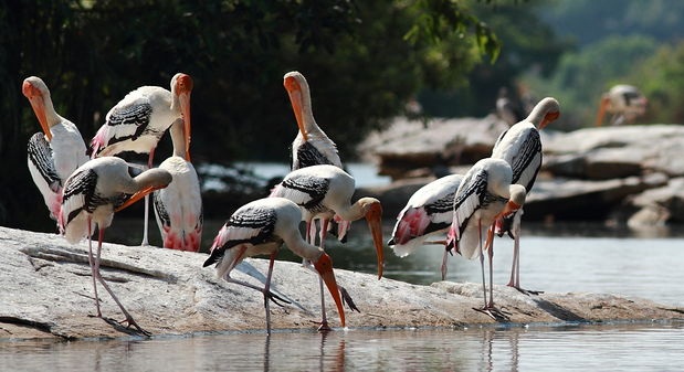 Best bird sanctuaries in India, best winter holiday destinations in India