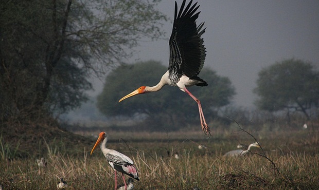 migratory birds to see in India during winter, Indian bird sanctuaries, India travel stories 
