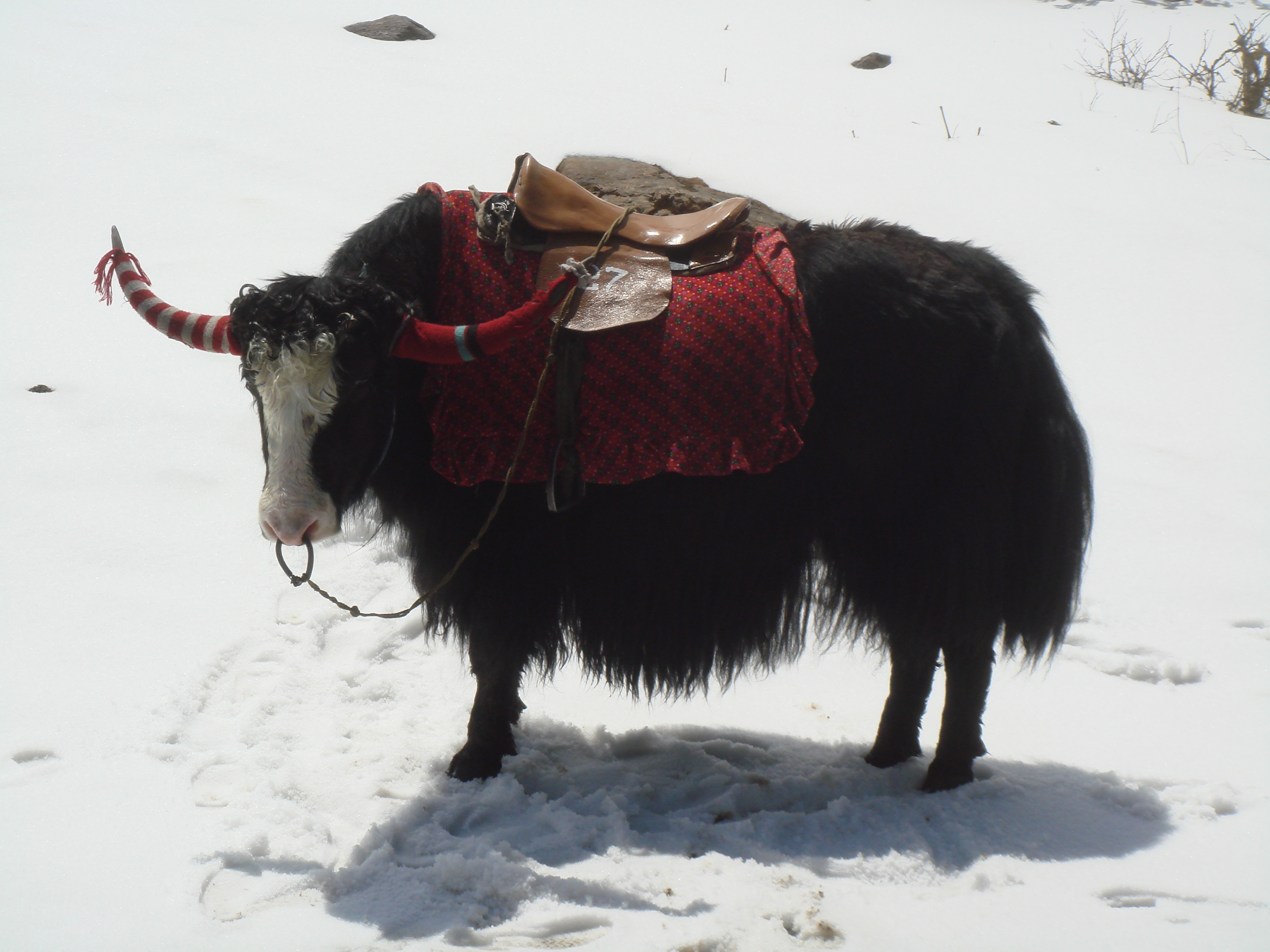 Yak Safari in Sikkim in India