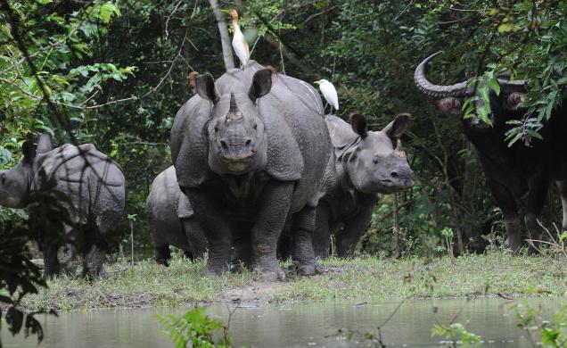 Kaziranga National Park, Northeast India trips, IndianEagle flights, wildlife travel 