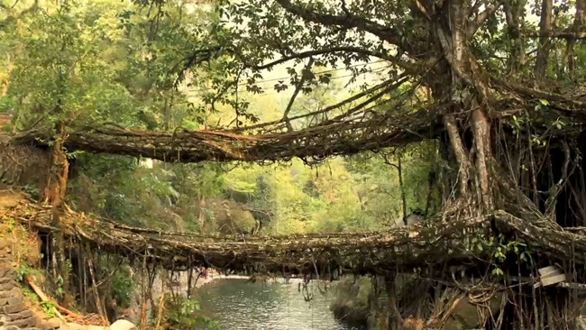 living root bridges in meghalaya, northeast India, offbeat India, IndianEagle travelbeats