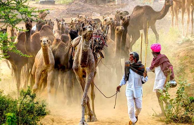 Camel race in India, Pushkar fair rajasthan, festivals of india, Indian Eagle travel