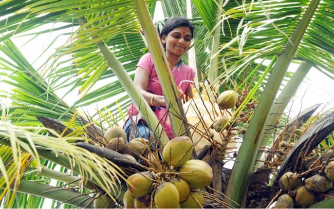 interesting facts of coconut, coconut in India, Indian Eagle travel
