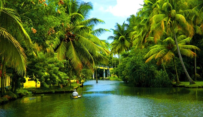 coconut facts, coconut trees in kerala, world coconut day, Indian Eagle travel 